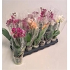 Phal Gem 4 Kl