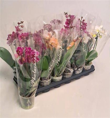 Phal Gem 4 Kl