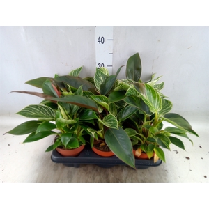 Philodendron   ...
