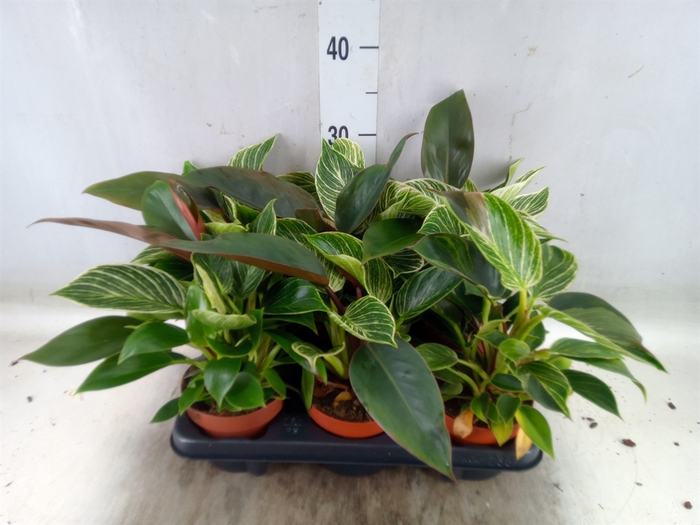 <h4>Philodendron   ...</h4>