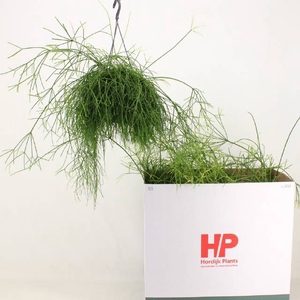 Rhipsalis cassutha Cassera (Cites) 15Ø 40cm