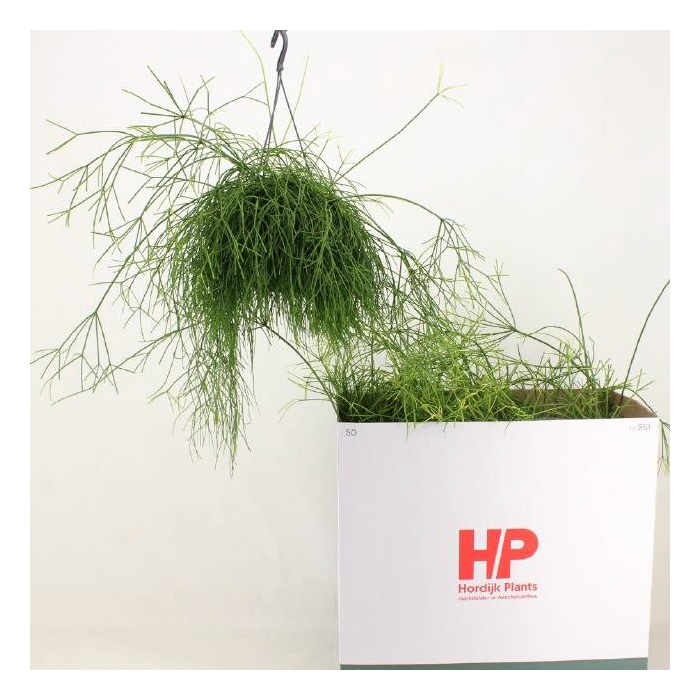 <h4>Rhipsalis cassutha Cassera (Cites) 15Ø 40cm</h4>