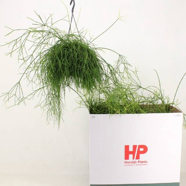 <h4>RHIPSALIS BA OASIS</h4>