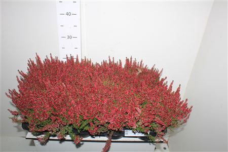 <h4>Callu Ga G Franca</h4>