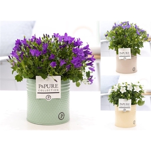 Campanula Mix Pure Zinc Louise