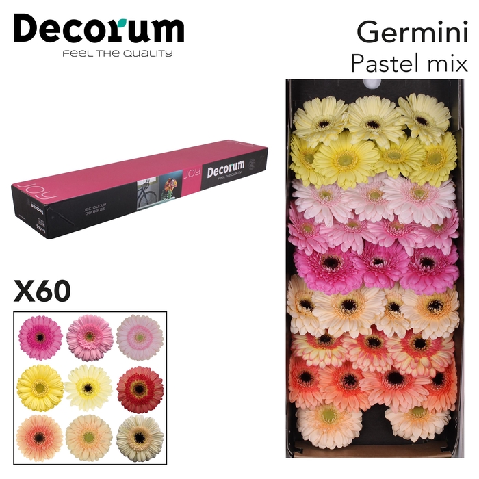 <h4>Germini Mix Pastel Doos</h4>