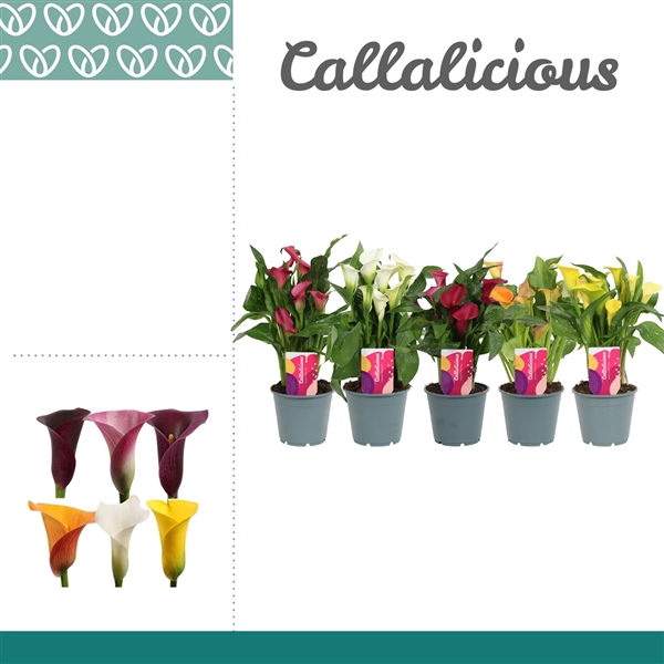 <h4>Zantedeschia Mix KORT</h4>