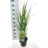 Panicum virgatum