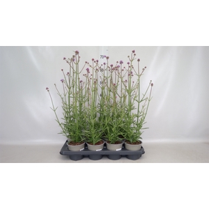 Verbena bonariensis