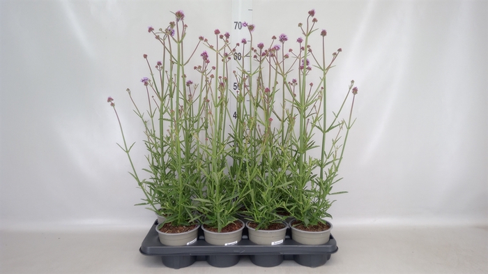 <h4>Verbena bonariensis</h4>