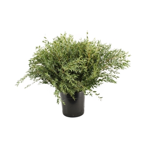 Euca Parvifolia 300 Gram