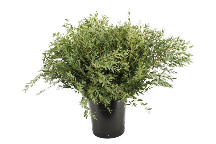 <h4>Euca Parvifolia 300 Gram</h4>