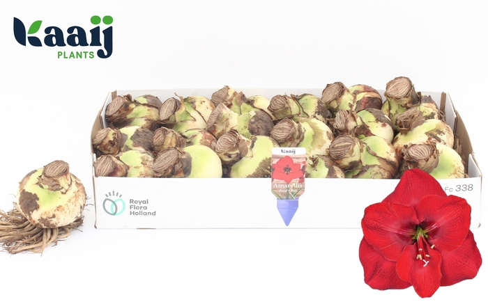<h4>Bloembol Hippeastrum</h4>