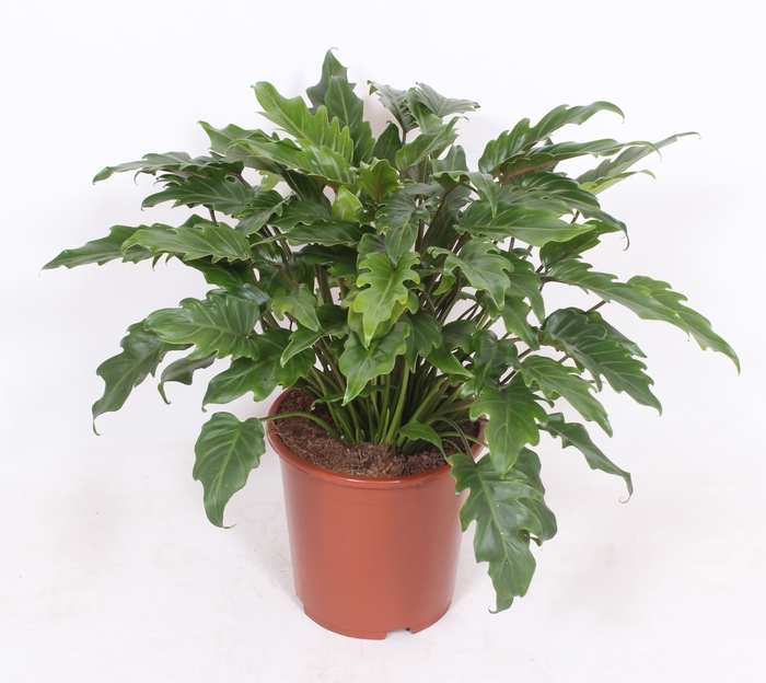 <h4>Philodendron xanadu</h4>