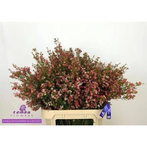 CHAME UN MY SWEET 16