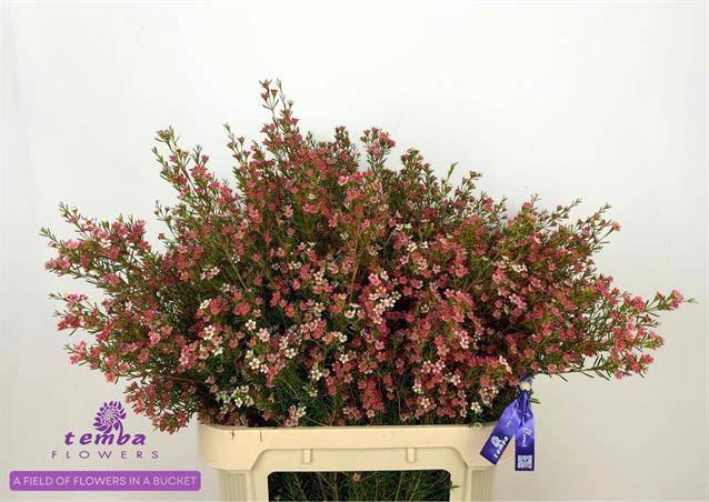 <h4>CHAME UN MY SWEET 16</h4>