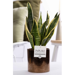 Sansevieria Trif. 