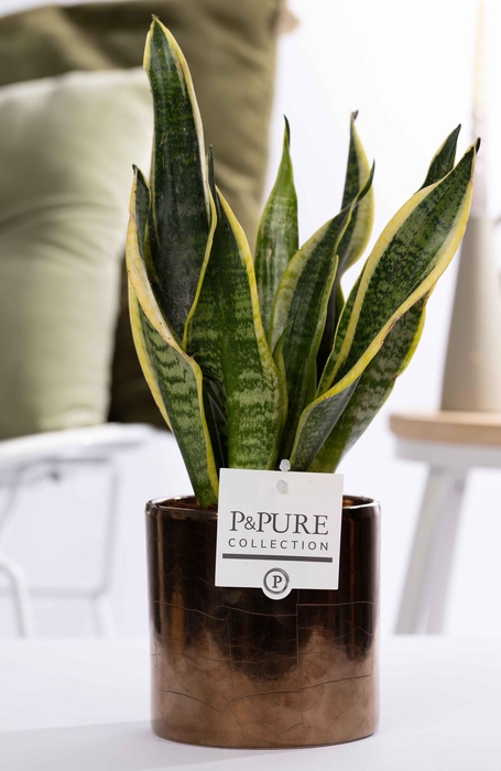 <h4>Sansevieria Trif. "Fut. S" in P&PURE Juliette cer. Goldbronze</h4>