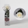Roos op steel mini 27,5cm Champagne