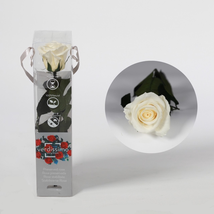 <h4>Roos op steel mini 27,5cm Champagne</h4>