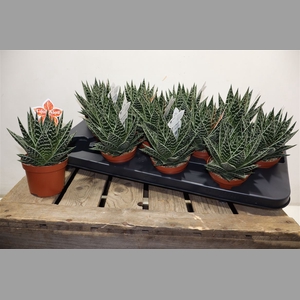 Aloe Tiki Tahi