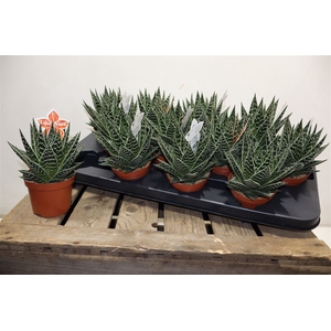 Aloe Tiki Tahi