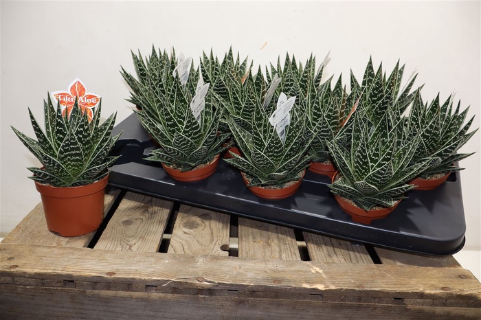 <h4>Aloe Tiki Tahi</h4>