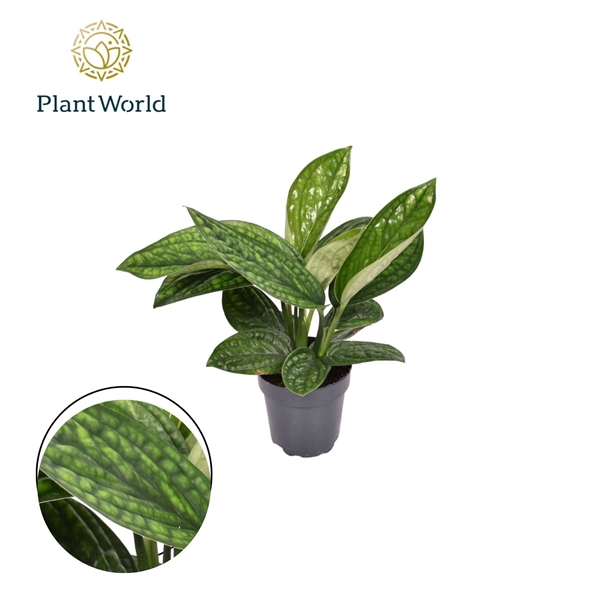 <h4>Epipremnum pinnatum 'Marble Planet'</h4>