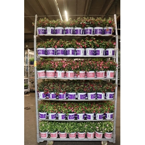 Fuchsia B F Mixk