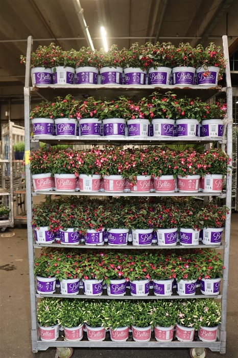 <h4>Fuchsia B F Mixk</h4>