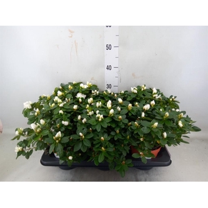 Rhododendron sim. 'Witte Vogel'