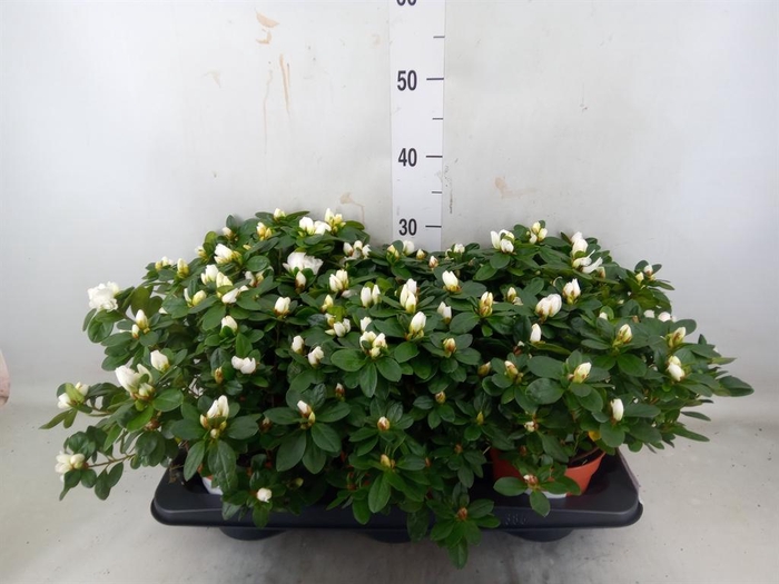 <h4>Rhododendron sim. 'Witte Vogel'</h4>