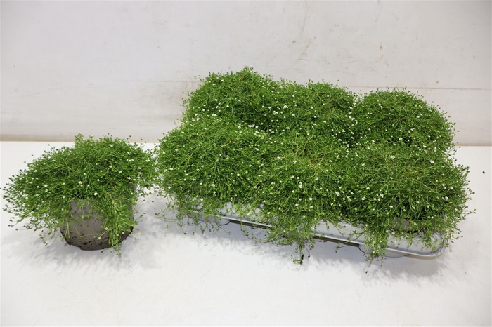<h4>Sagina Subulata</h4>