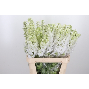 Delphinium El Cen White