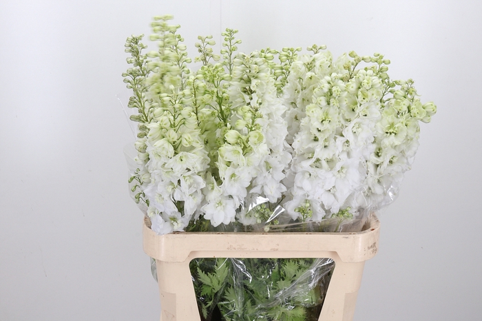 <h4>Delphinium El Cen White</h4>