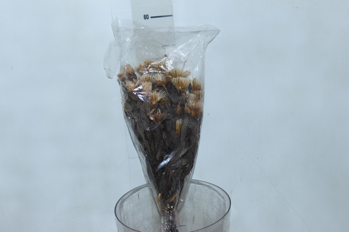 PLANTA SECA ARAPURAMA DESIDRATADA LARANJA
