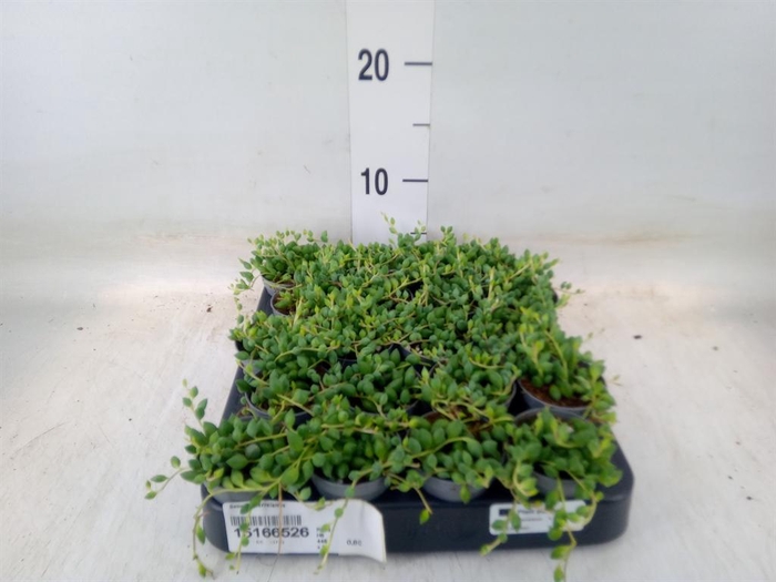 <h4>Senecio herreianus</h4>