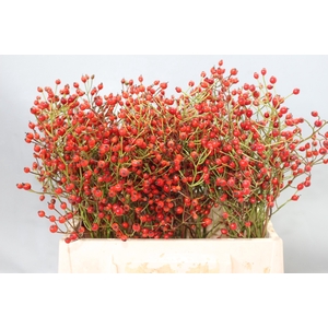 !! PROMO !! ROSA PRINSBERRY RED