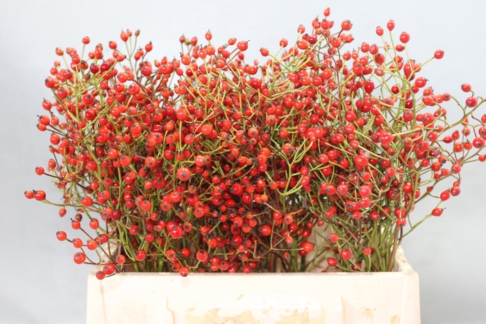 <h4>!! PROMO !! ROSA PRINSBERRY RED</h4>