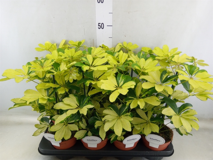 <h4>Schefflera arbor. 'Melanie'</h4>