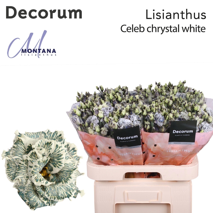 <h4>Lisianthus Dye Celeb Ice chrystal</h4>