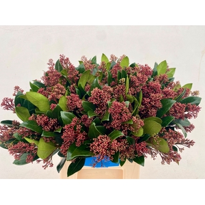 Skimmia Rubella Groot