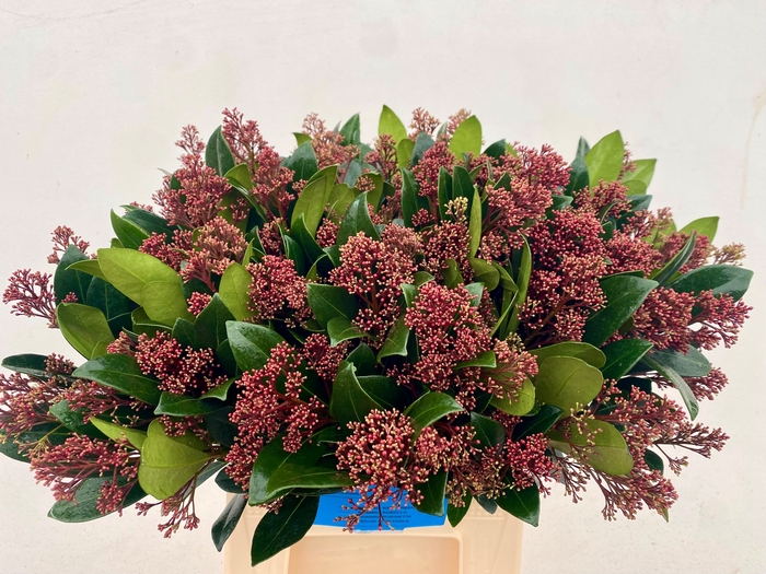 <h4>Skimmia Rubella Groot</h4>