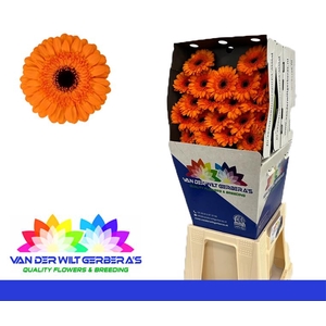 Germini Madison Diamond