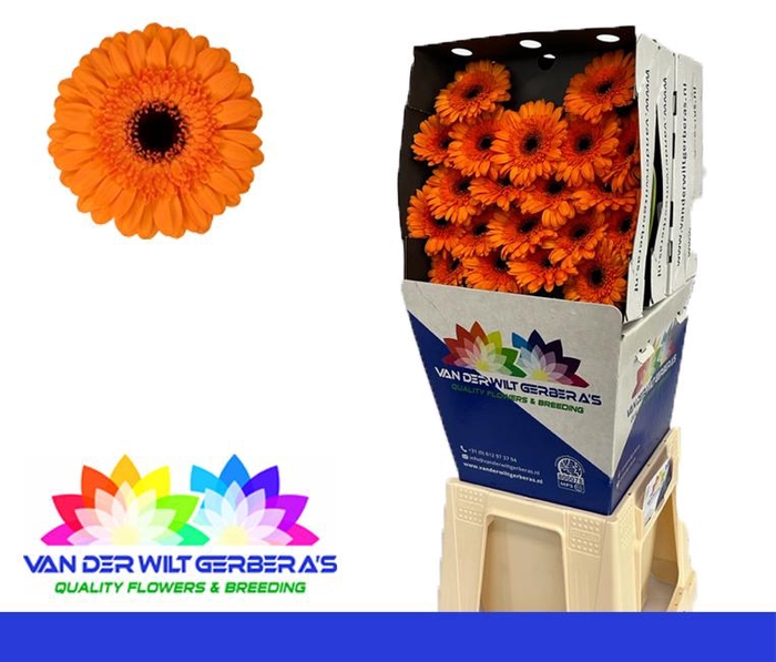 <h4>Germini Madison Diamond</h4>