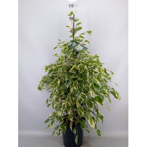 Ficus benja. 'Twilight'