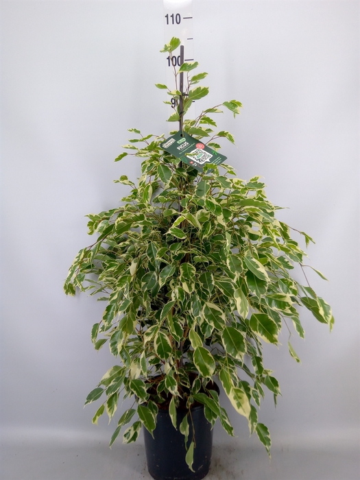 <h4>Ficus benja. 'Twilight'</h4>