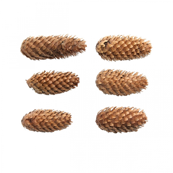 <h4>Dennenappels Spruce 5kg</h4>