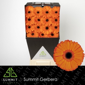 Gerbera Applause Diamond