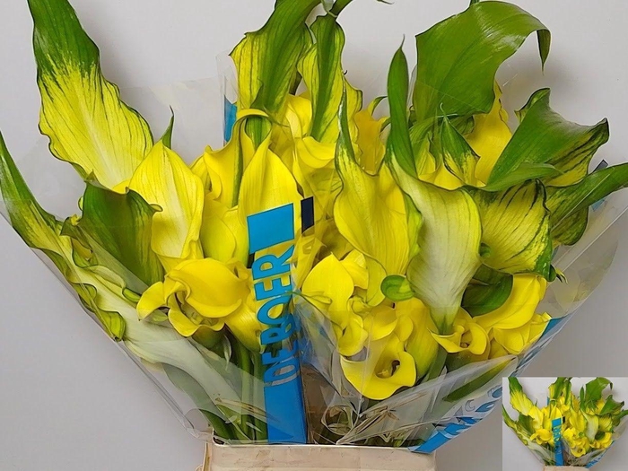 <h4>ZANT ALICE SPRINGS</h4>